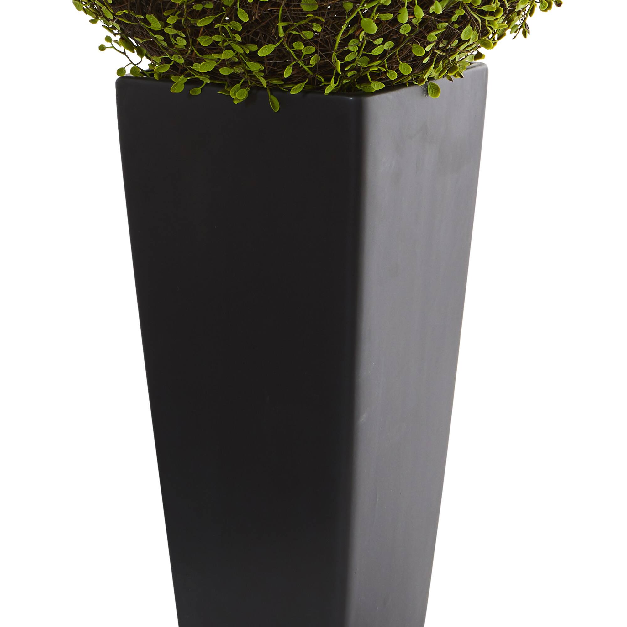 2.5ft. Mohlenbechia Ball in Black Tower Vase